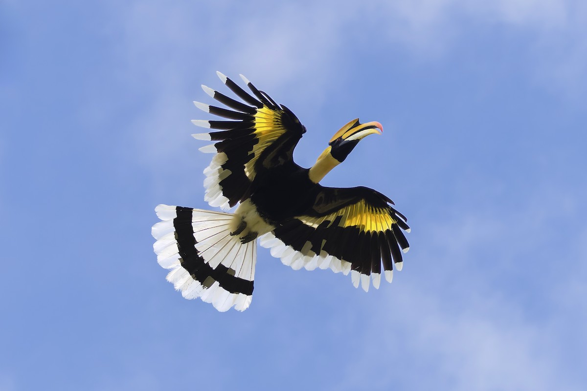 Great Hornbill - ML643353756