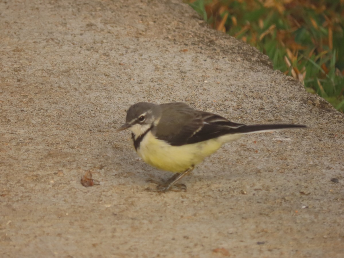 Madagascar Wagtail - ML643353764