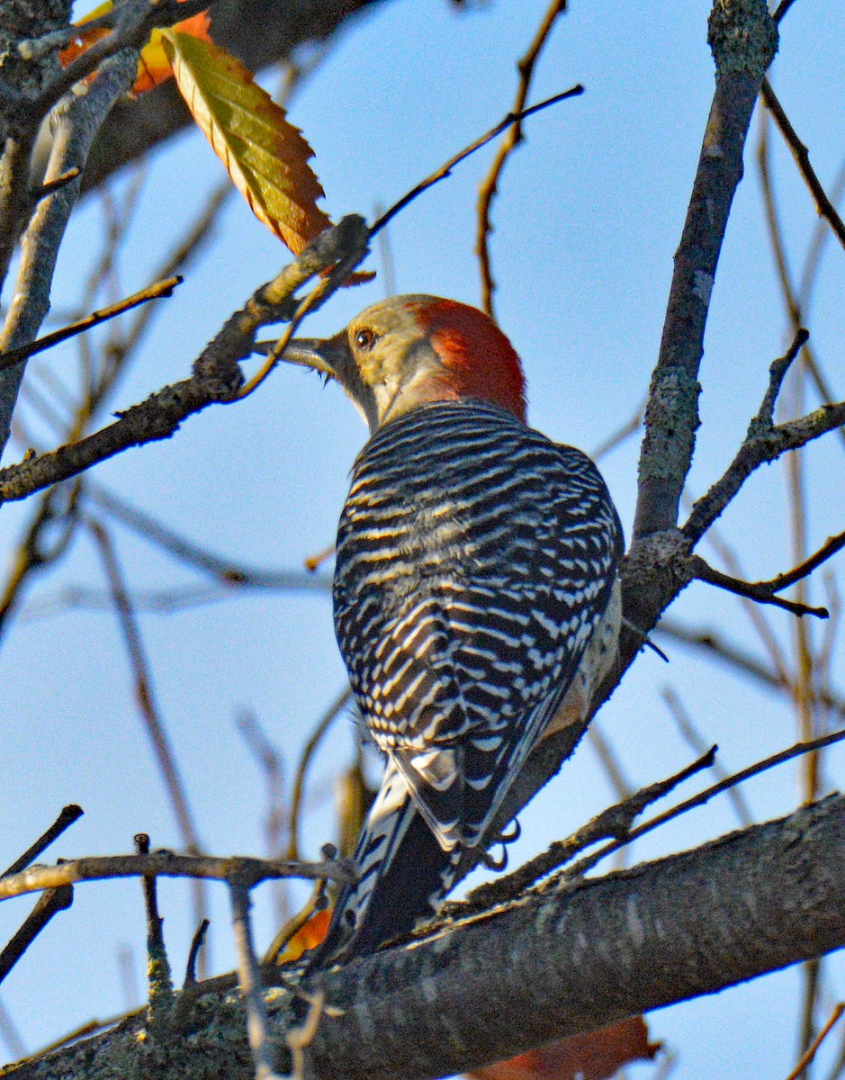 Red-bellied Woodpecker - ML643353783