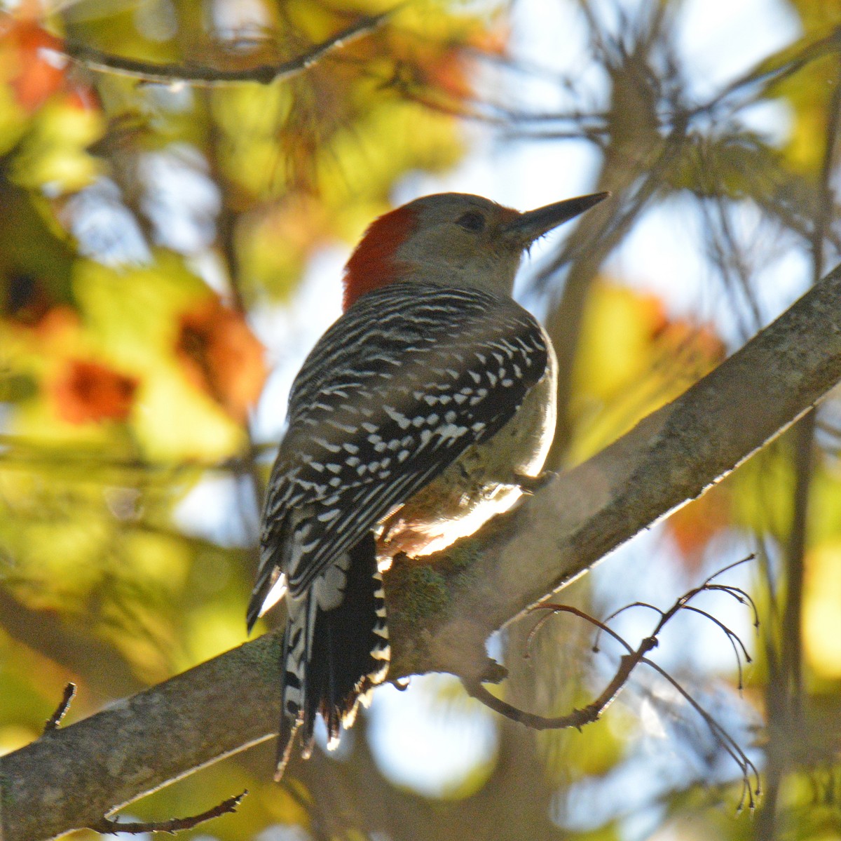 Red-bellied Woodpecker - ML643353784
