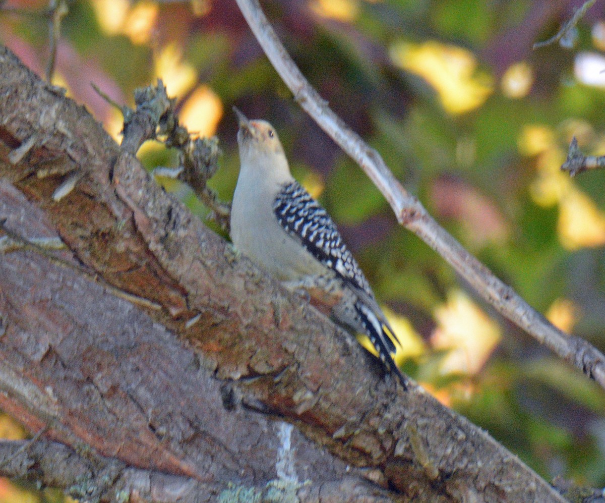 Red-bellied Woodpecker - ML643353785