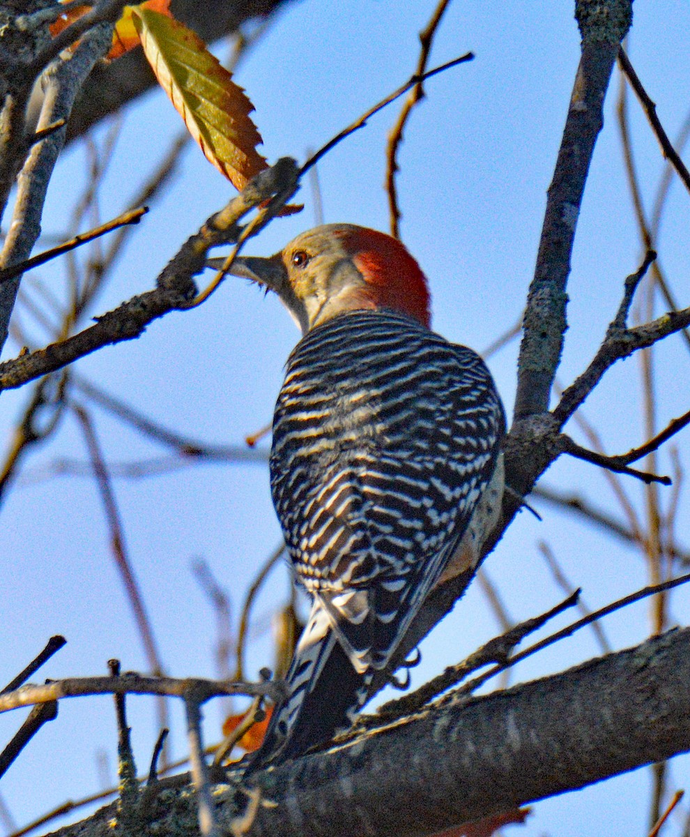 Red-bellied Woodpecker - ML643353786