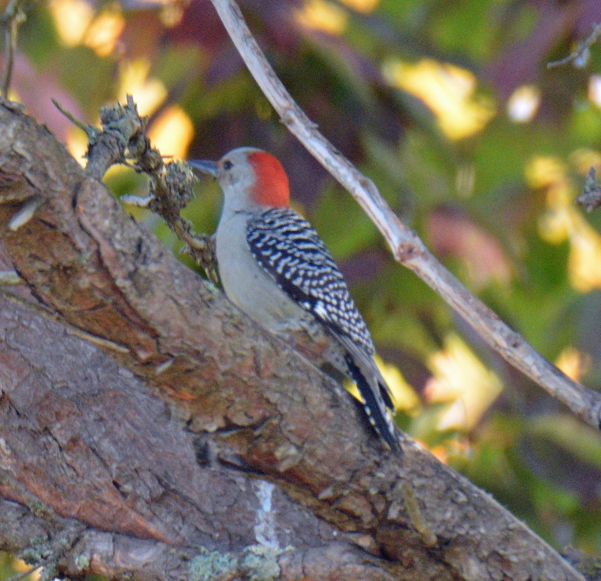 Red-bellied Woodpecker - ML643353787