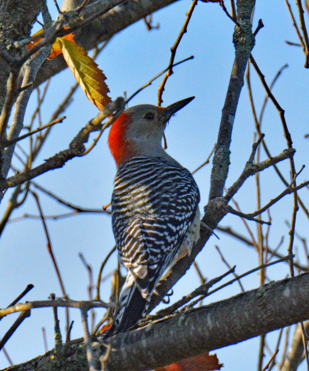 Red-bellied Woodpecker - ML643353788