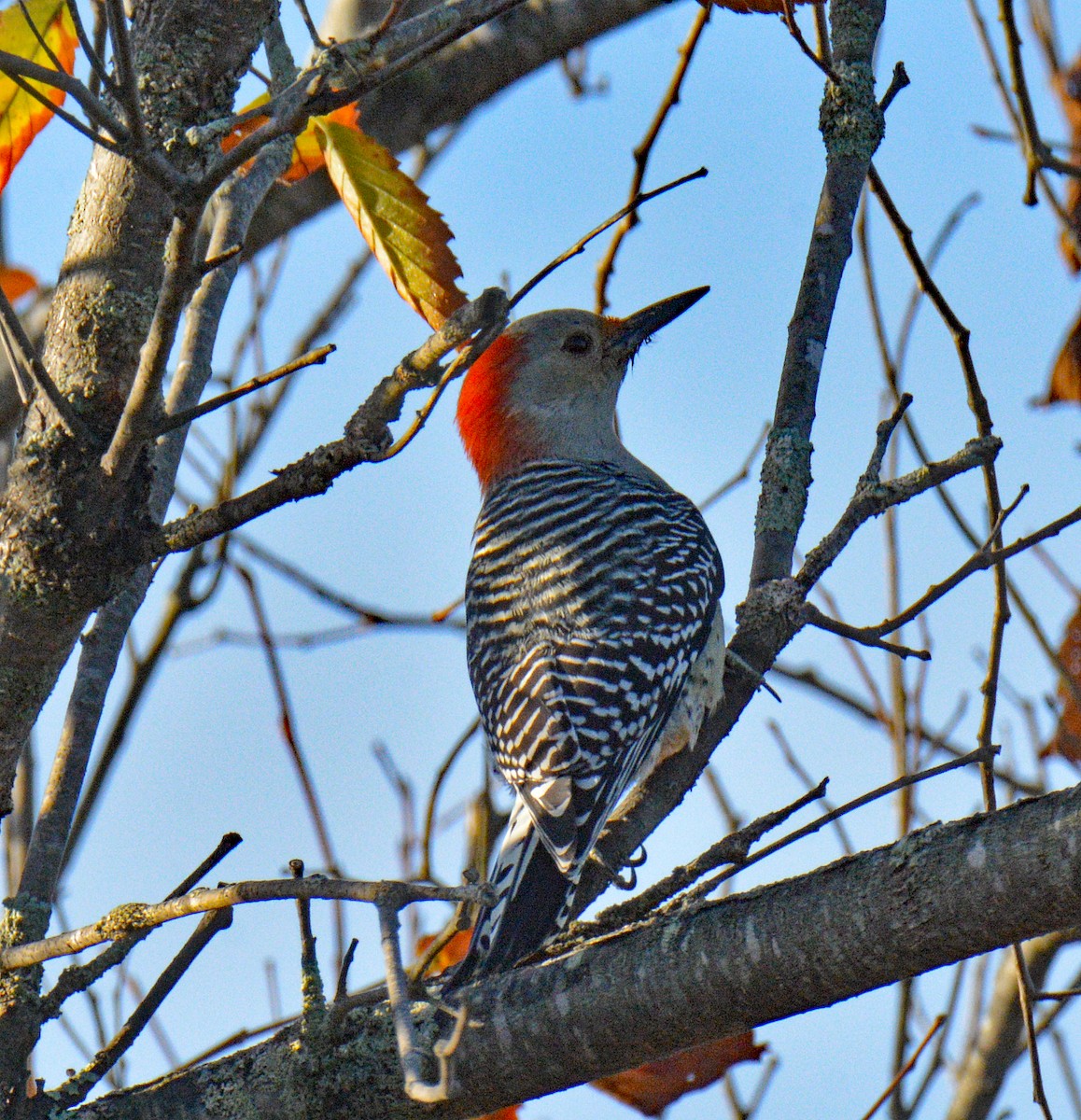 Red-bellied Woodpecker - ML643353790