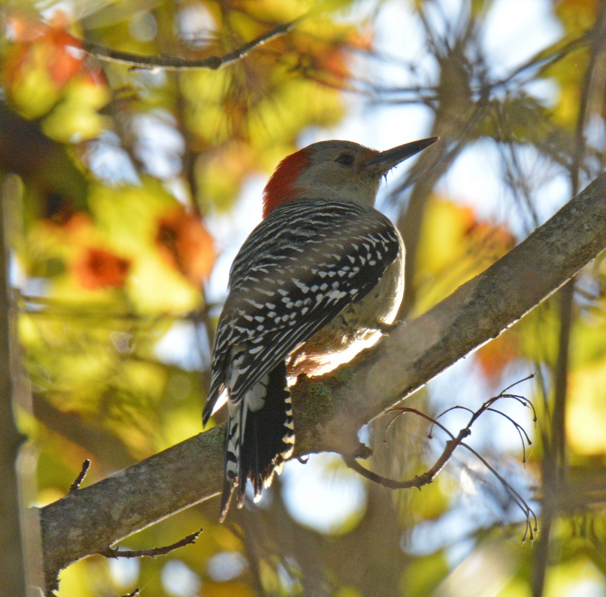 Red-bellied Woodpecker - ML643353791