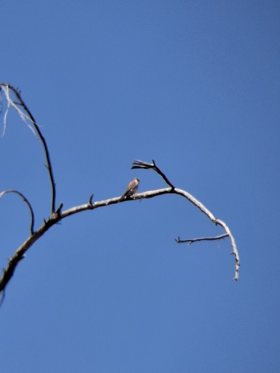 poštolka pestrá - ML643353792