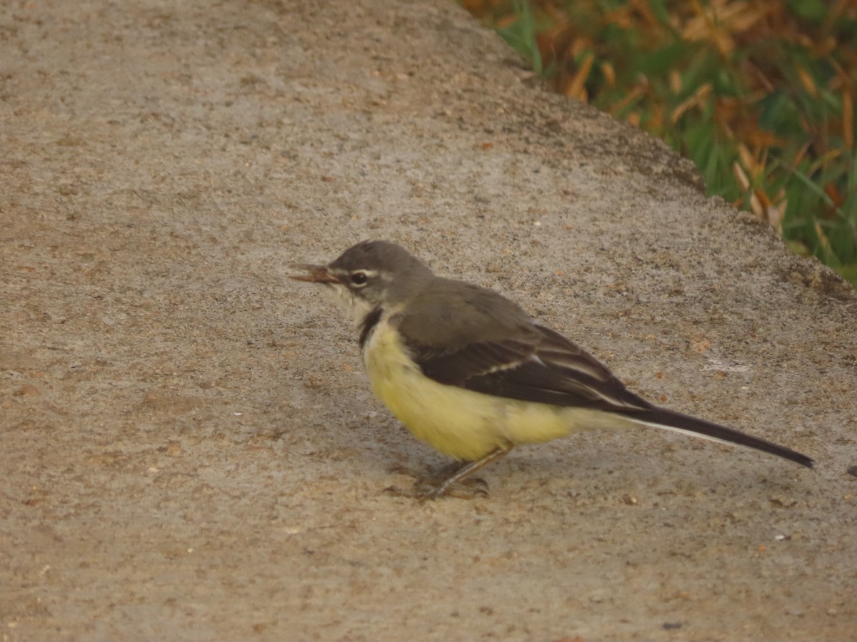 Madagascar Wagtail - ML643353803