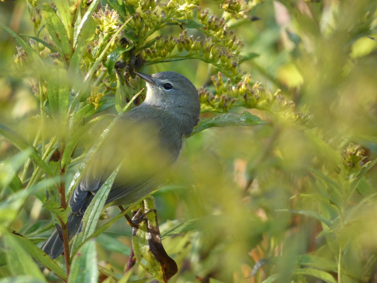Orange-crowned Warbler - ML643353816