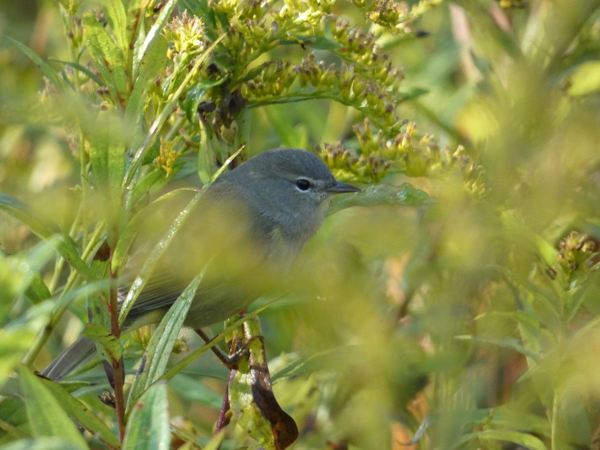 Orange-crowned Warbler - ML643353817