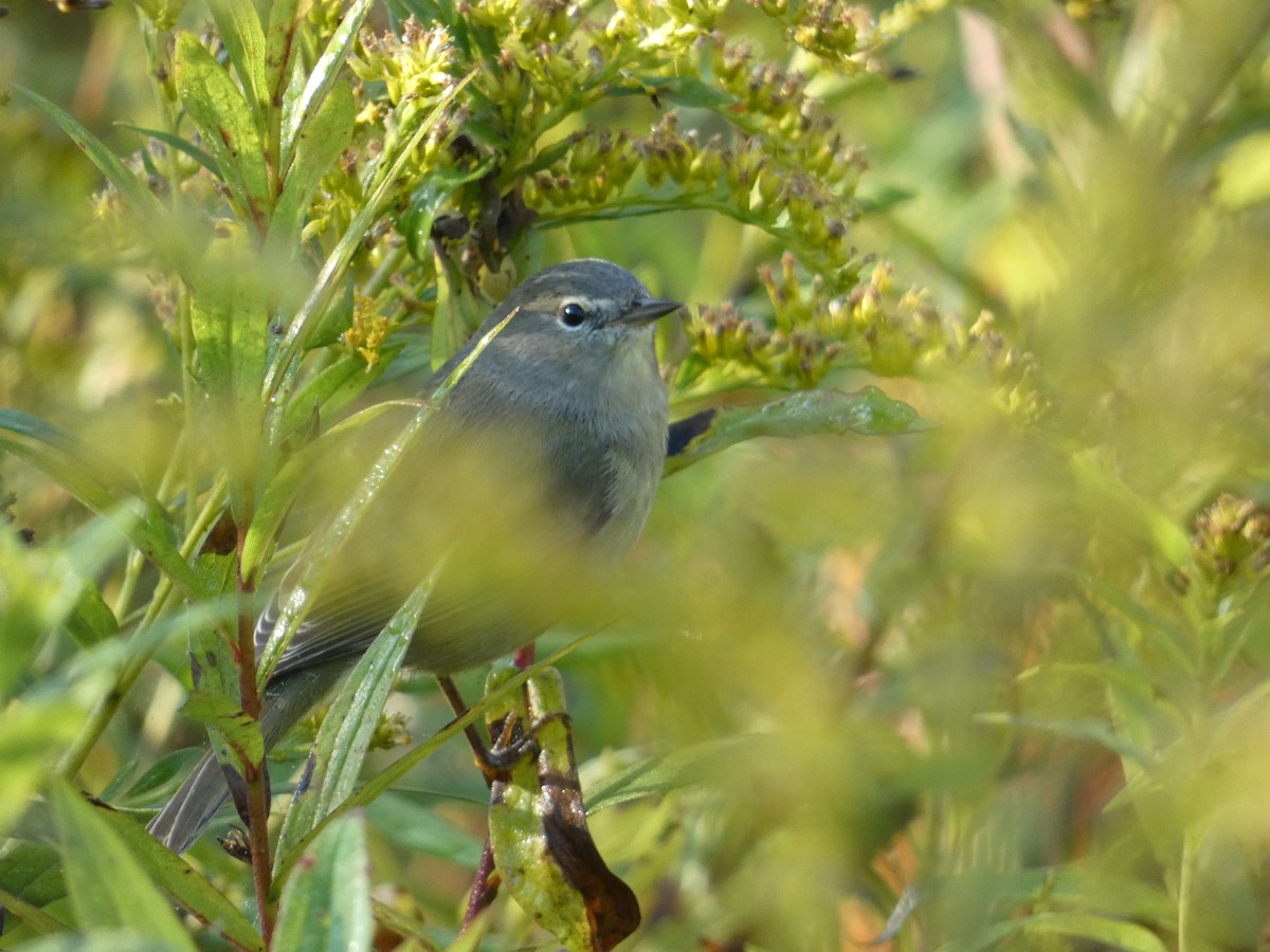 Orange-crowned Warbler - ML643353818