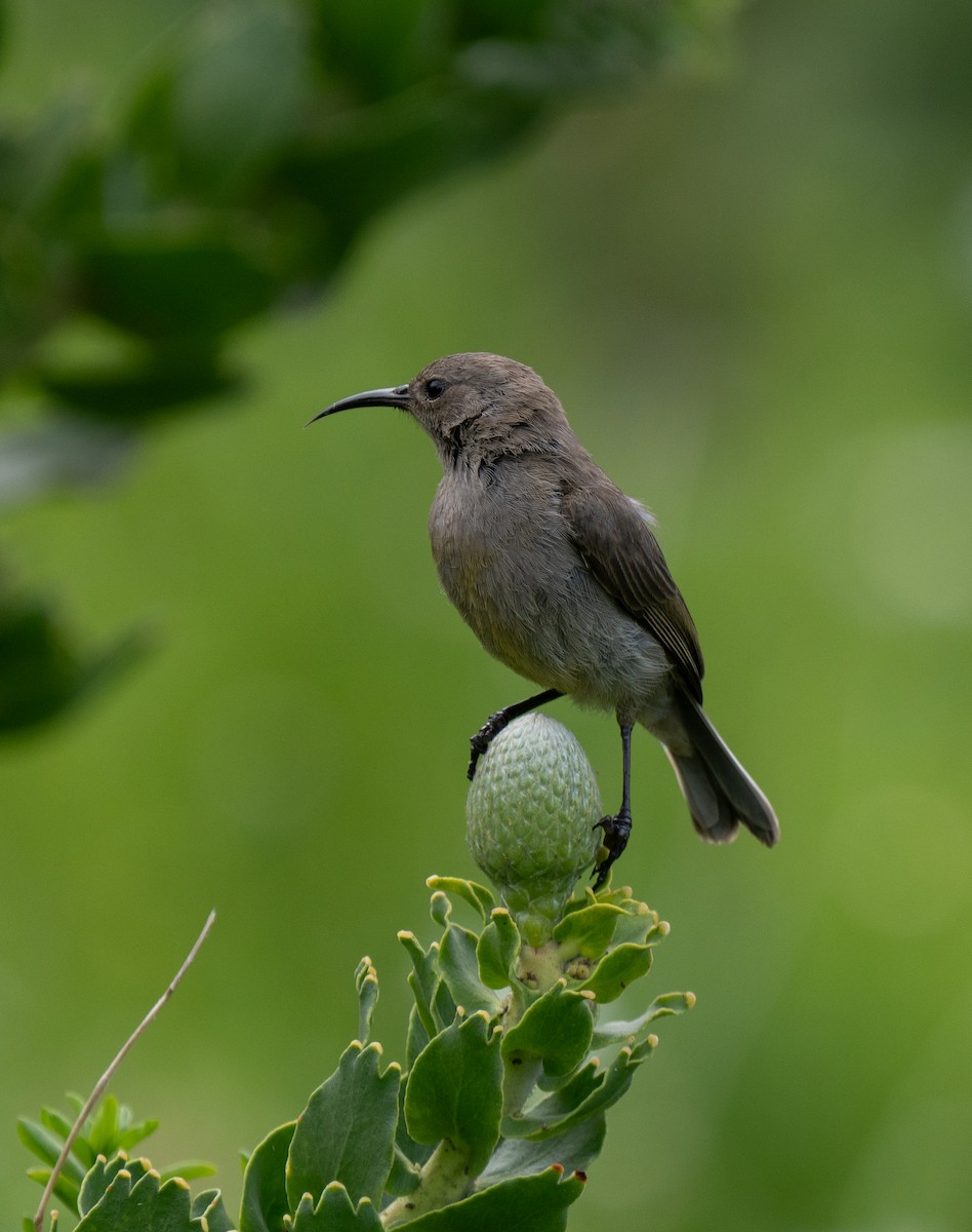 Southern Double-collared Sunbird - ML643353834