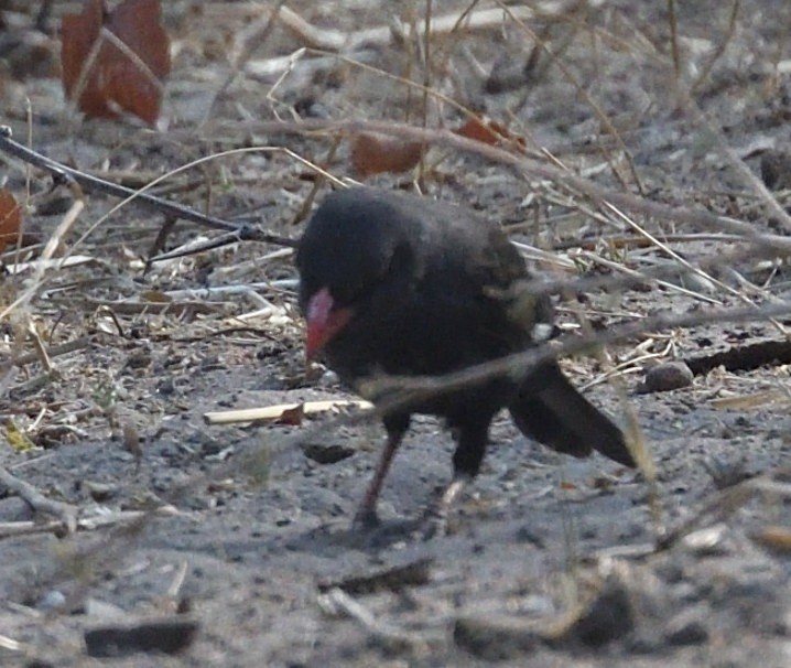 Red-billed Buffalo-Weaver - ML643353835