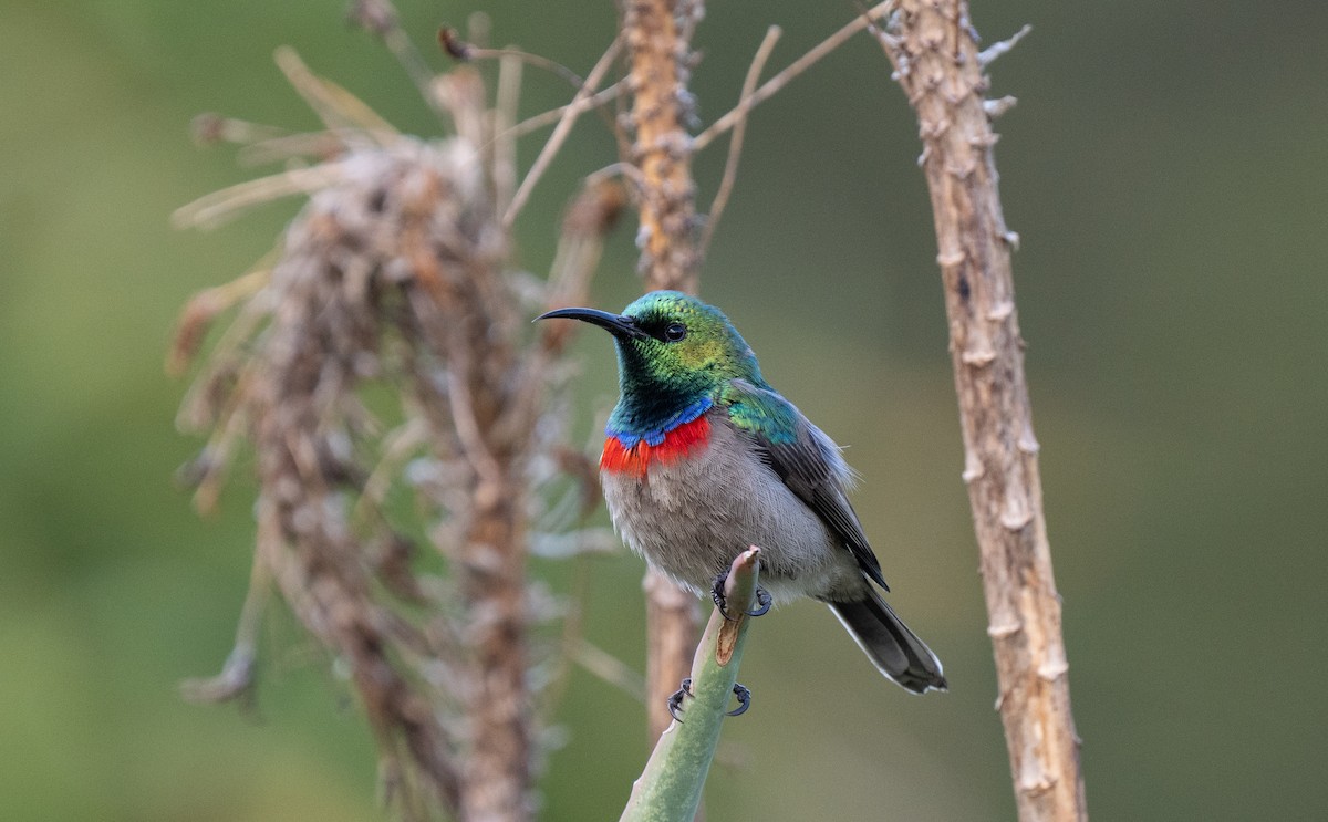 Southern Double-collared Sunbird - ML643353836