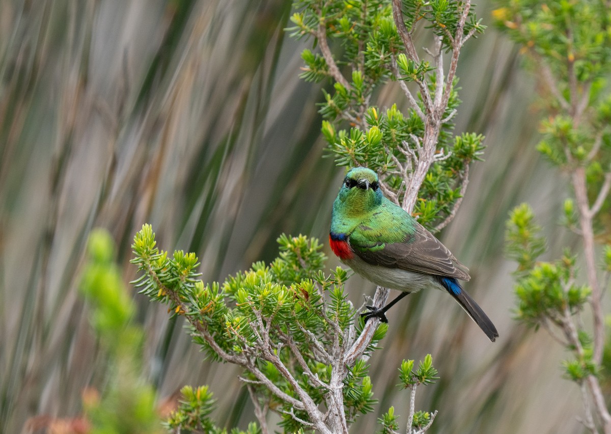 Southern Double-collared Sunbird - ML643353837