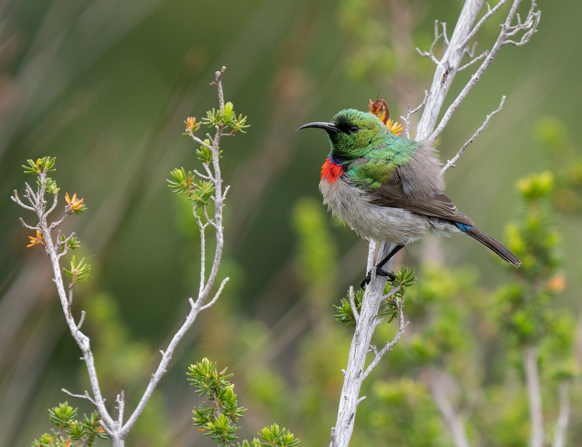 Southern Double-collared Sunbird - ML643353838