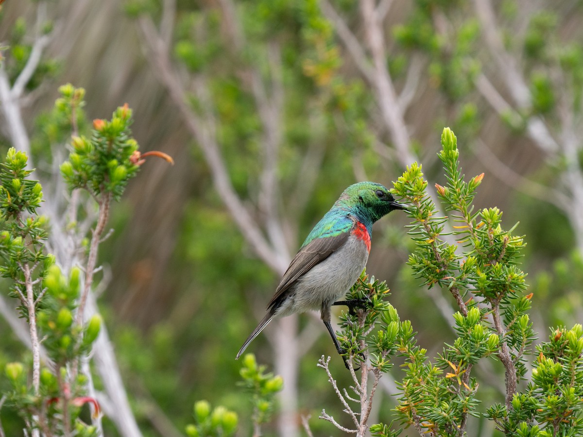 Southern Double-collared Sunbird - ML643353840
