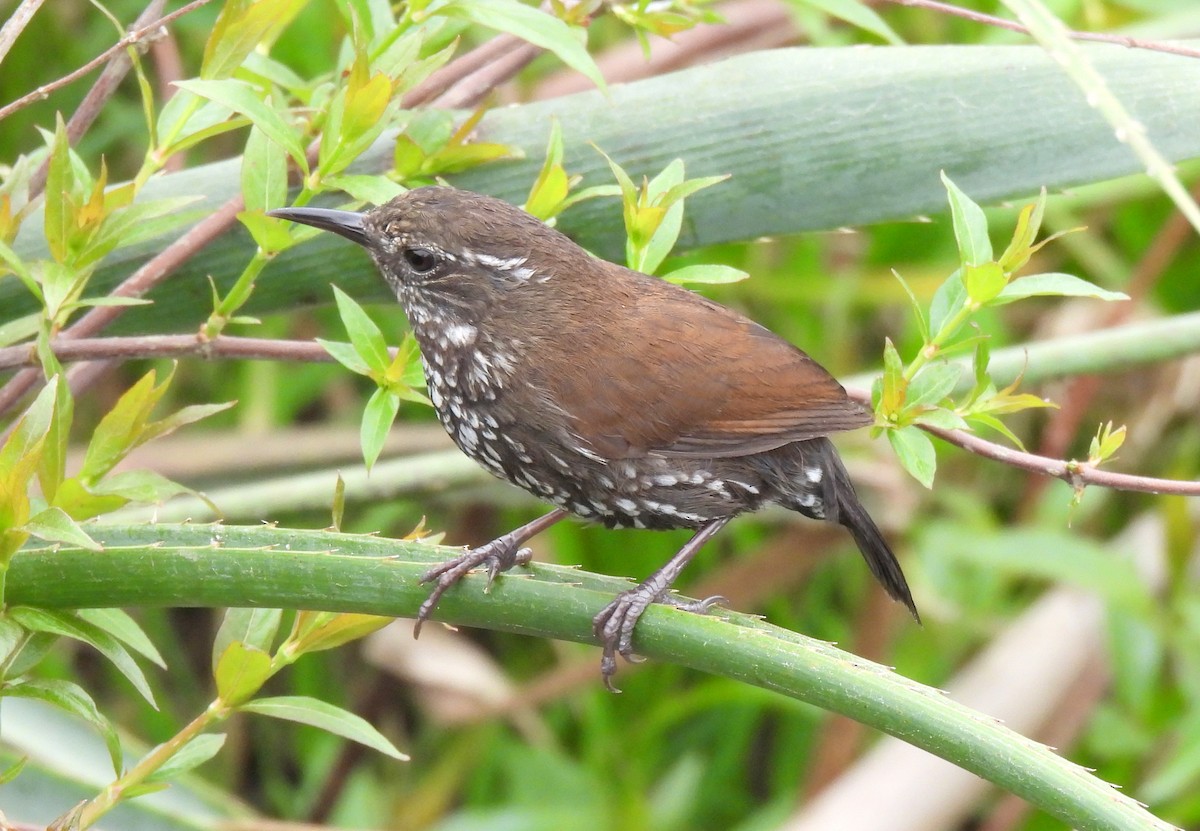 Sharp-tailed Streamcreeper - ML643353859