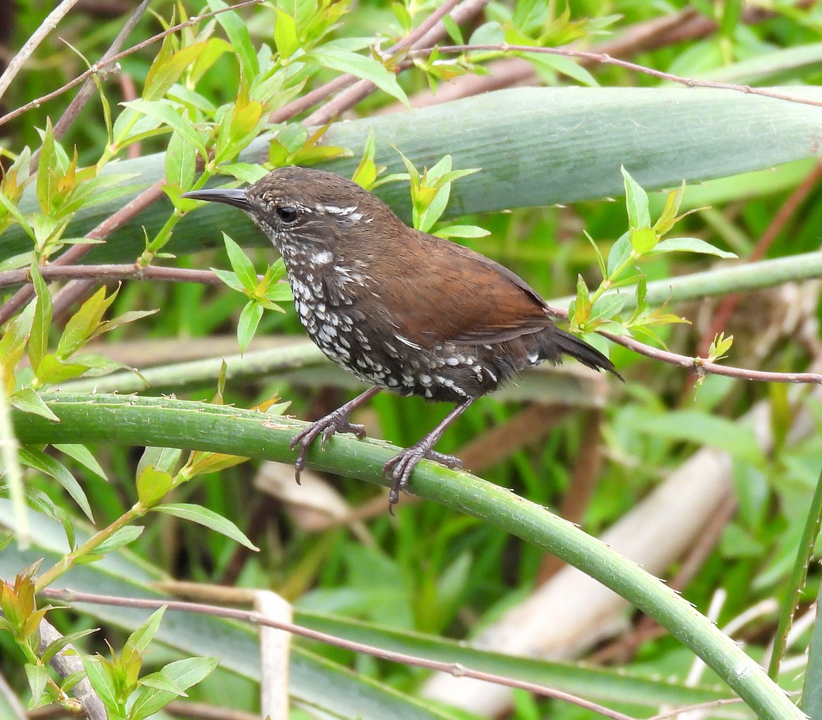 Sharp-tailed Streamcreeper - ML643353864