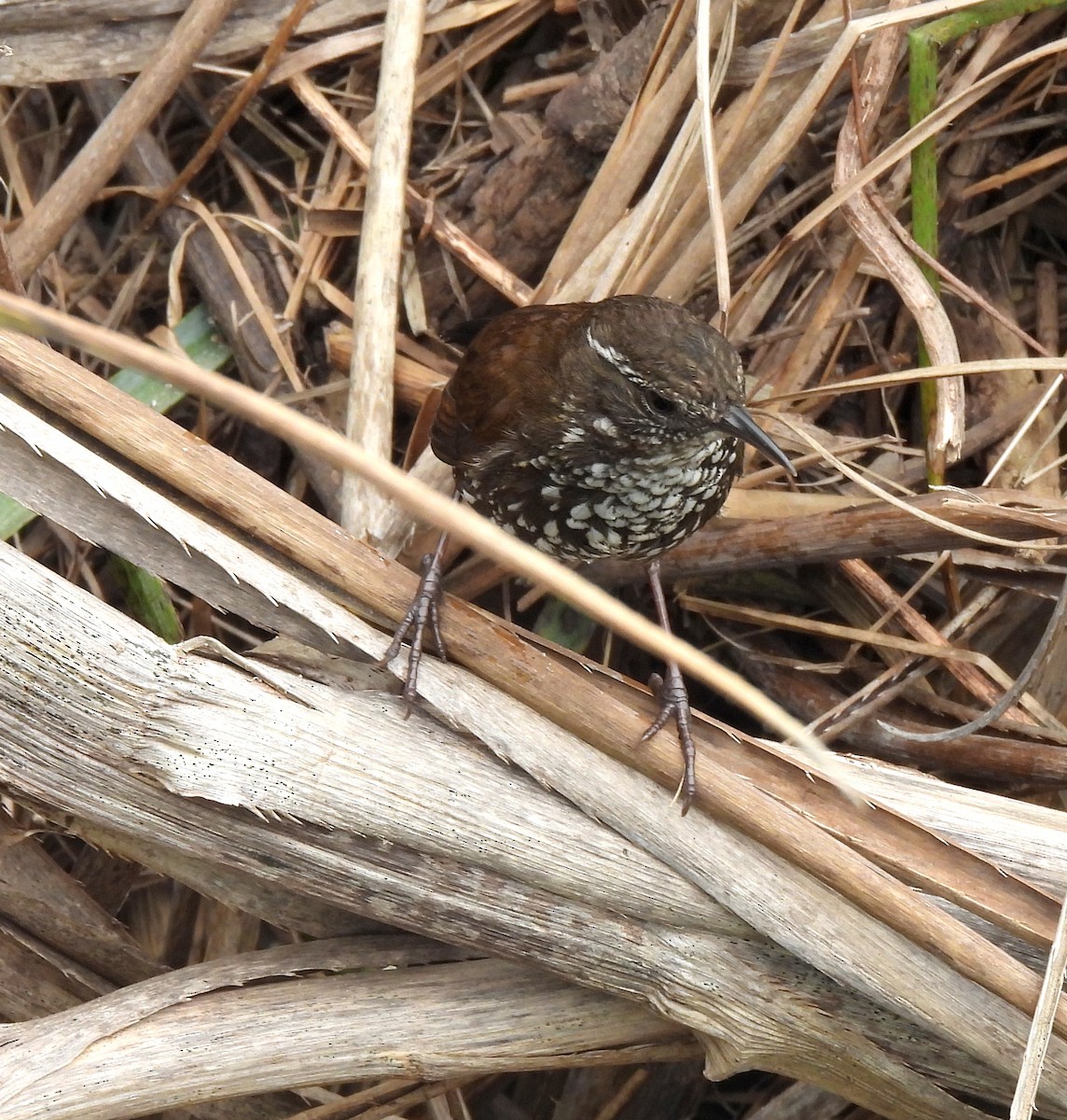 Sharp-tailed Streamcreeper - ML643353873