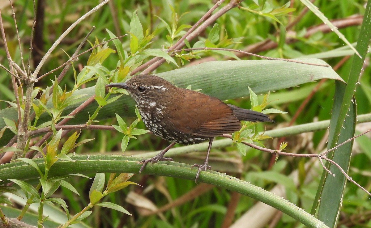 Sharp-tailed Streamcreeper - ML643353877
