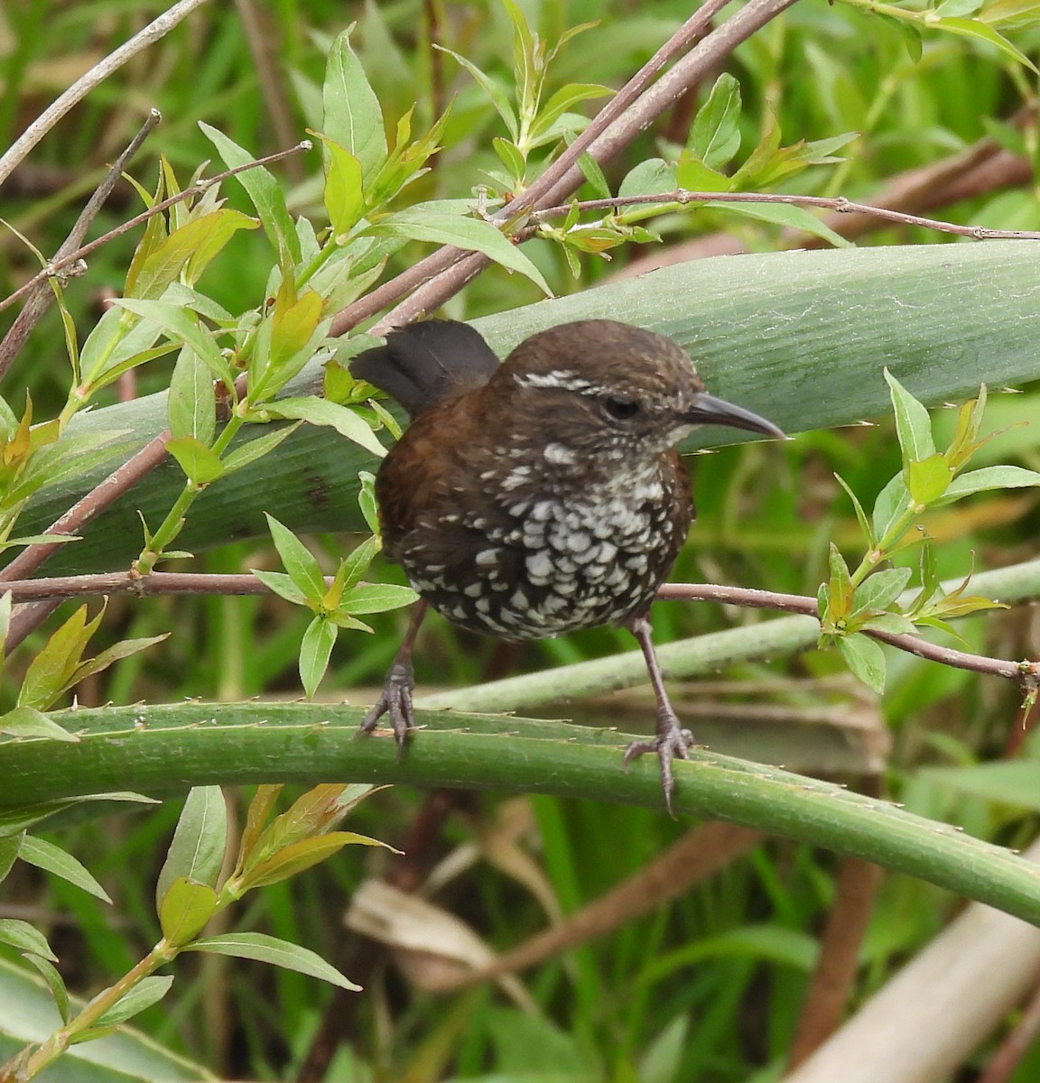 Sharp-tailed Streamcreeper - ML643353886