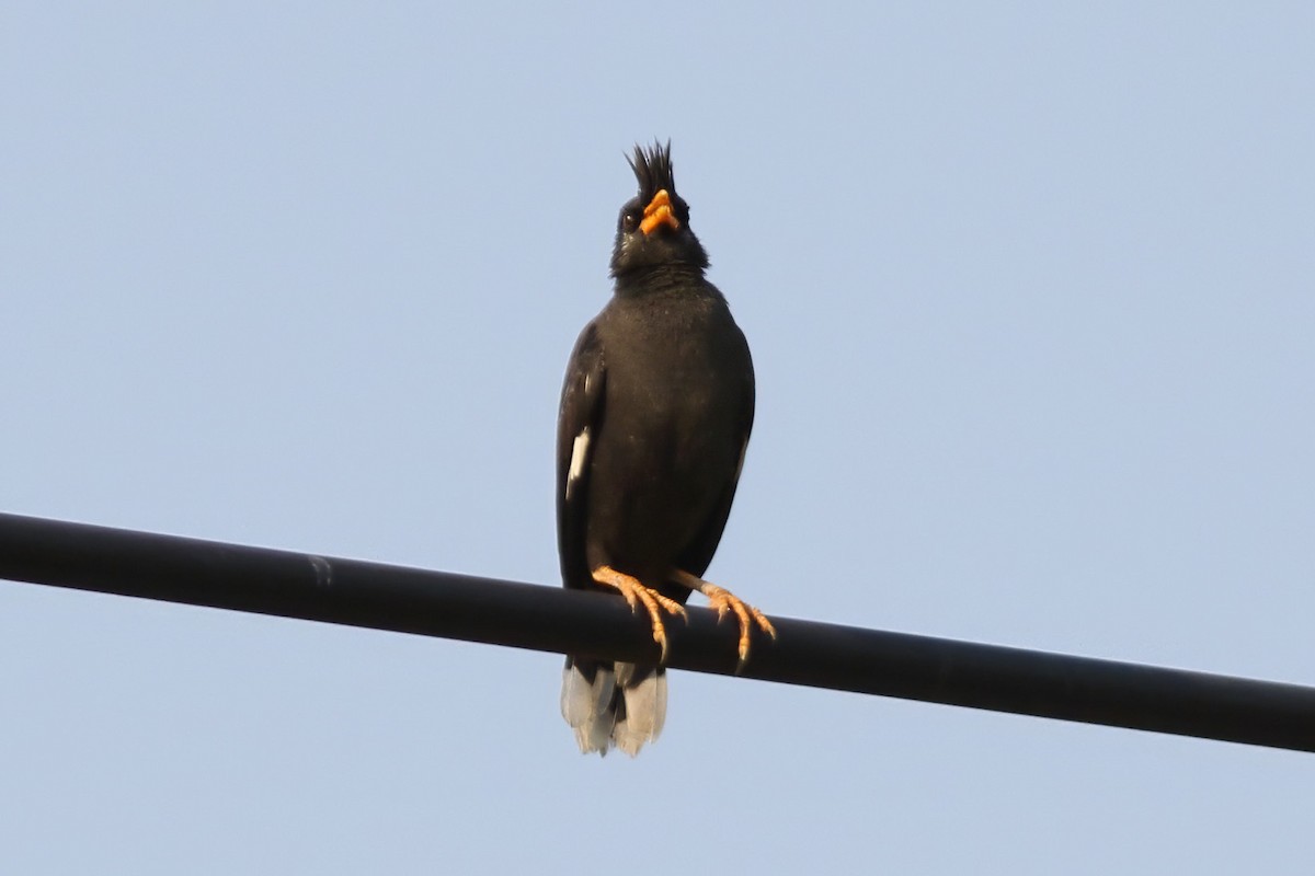 Great Myna - ML643353909