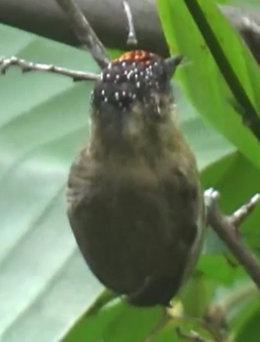 Olivaceous Piculet - ML643353913