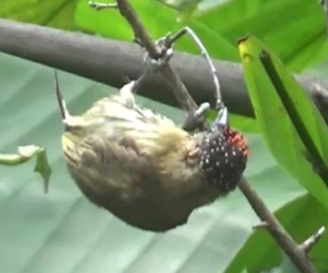 Olivaceous Piculet - ML643353914