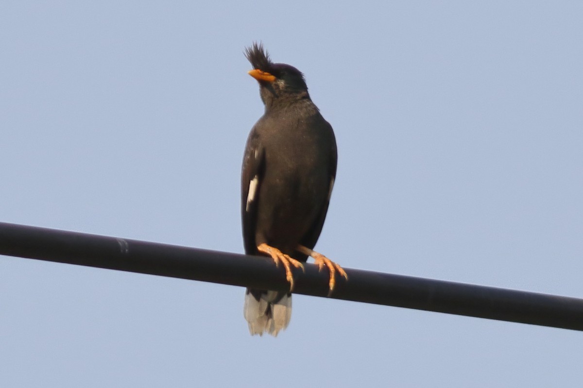 Great Myna - ML643353921