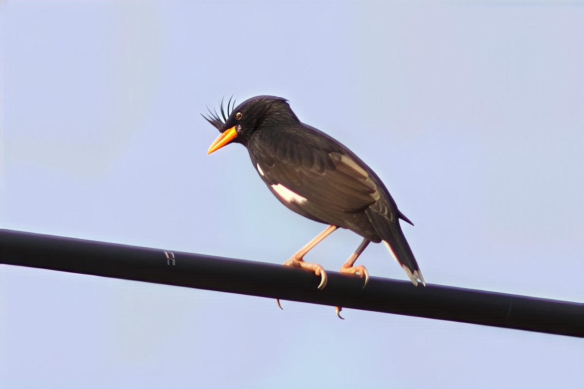 Great Myna - ML643353924