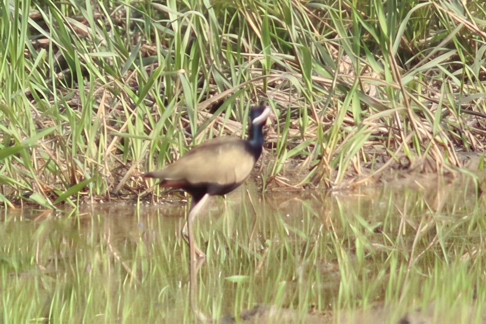 Bronze-winged Jacana - ML643353940