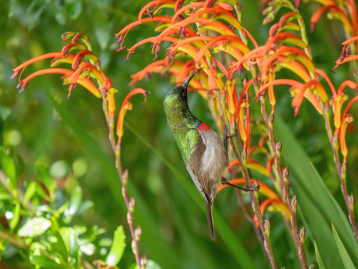 Southern Double-collared Sunbird - ML643353942