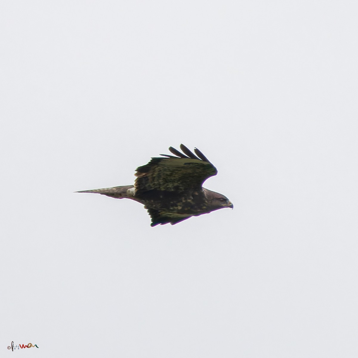 káně lesní - ML643353948