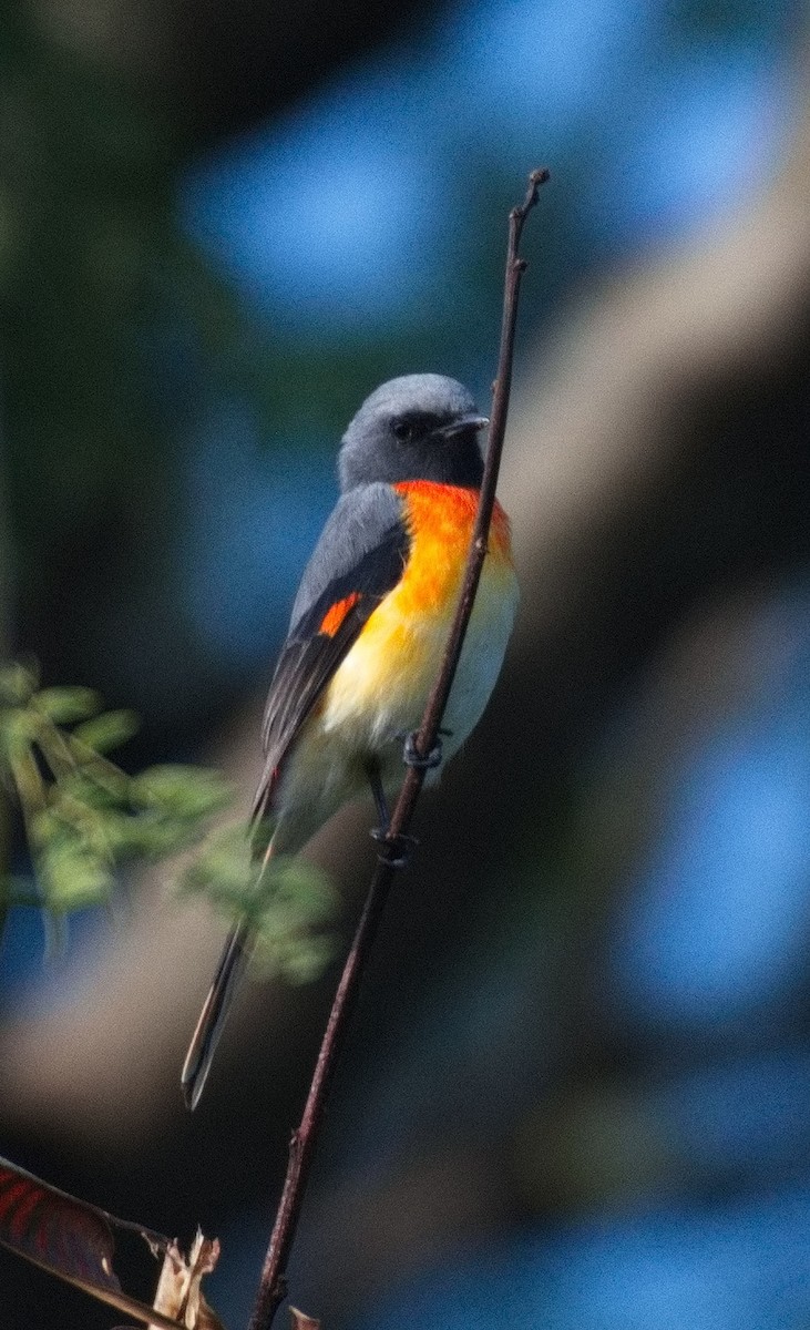 Small Minivet - ML643353950