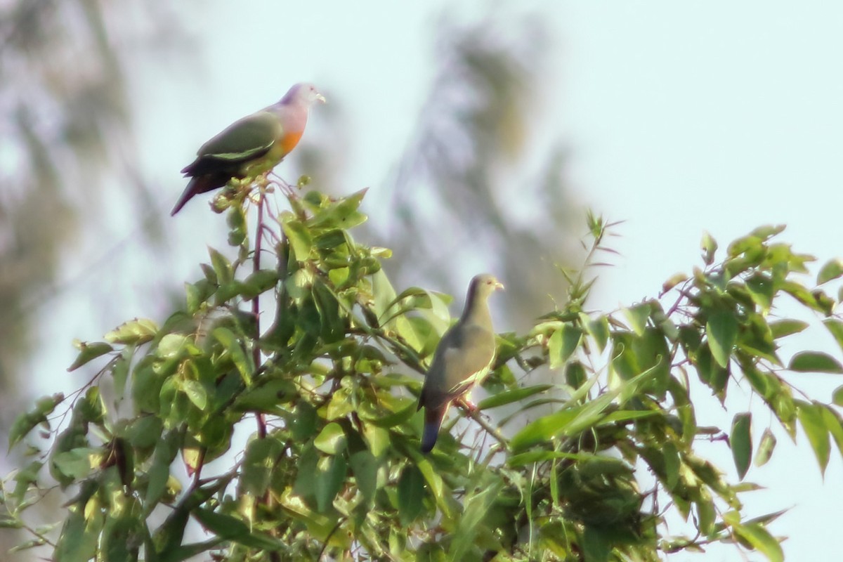 Pink-necked Green-Pigeon - ML643353956