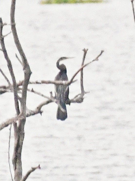 Oriental Darter - ML643353958