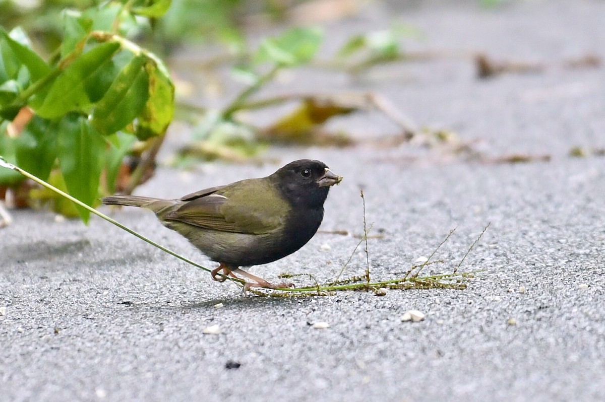 Black-faced Grassquit - ML643353969