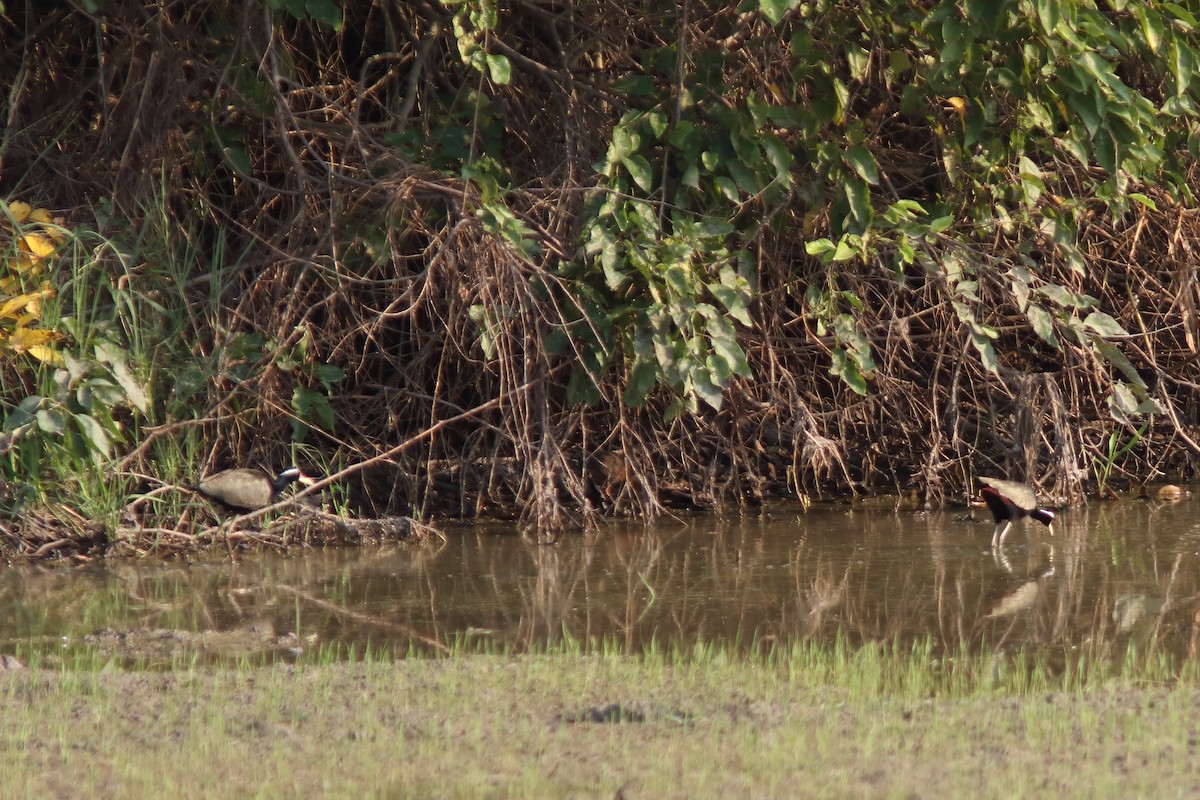Bronze-winged Jacana - ML643353989