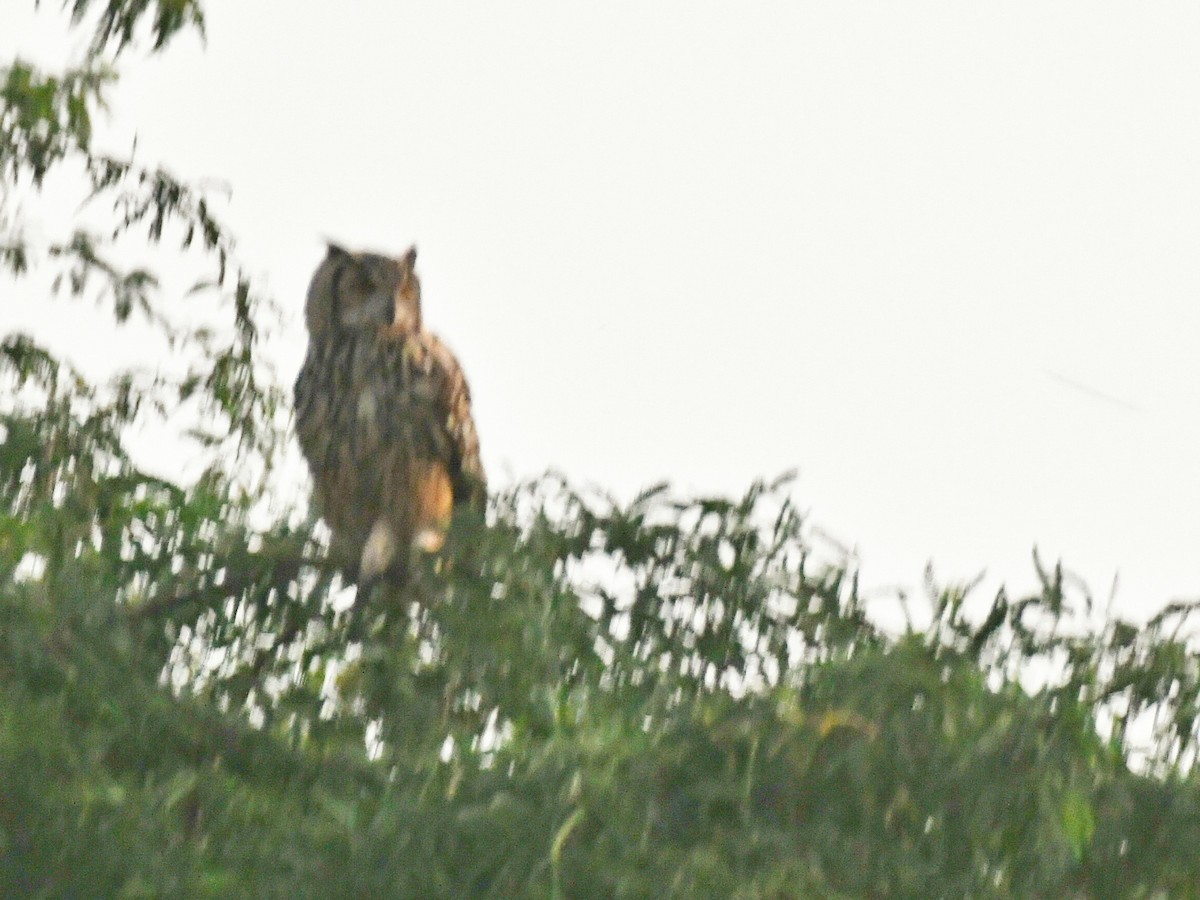 Rock Eagle-Owl - ML643354015