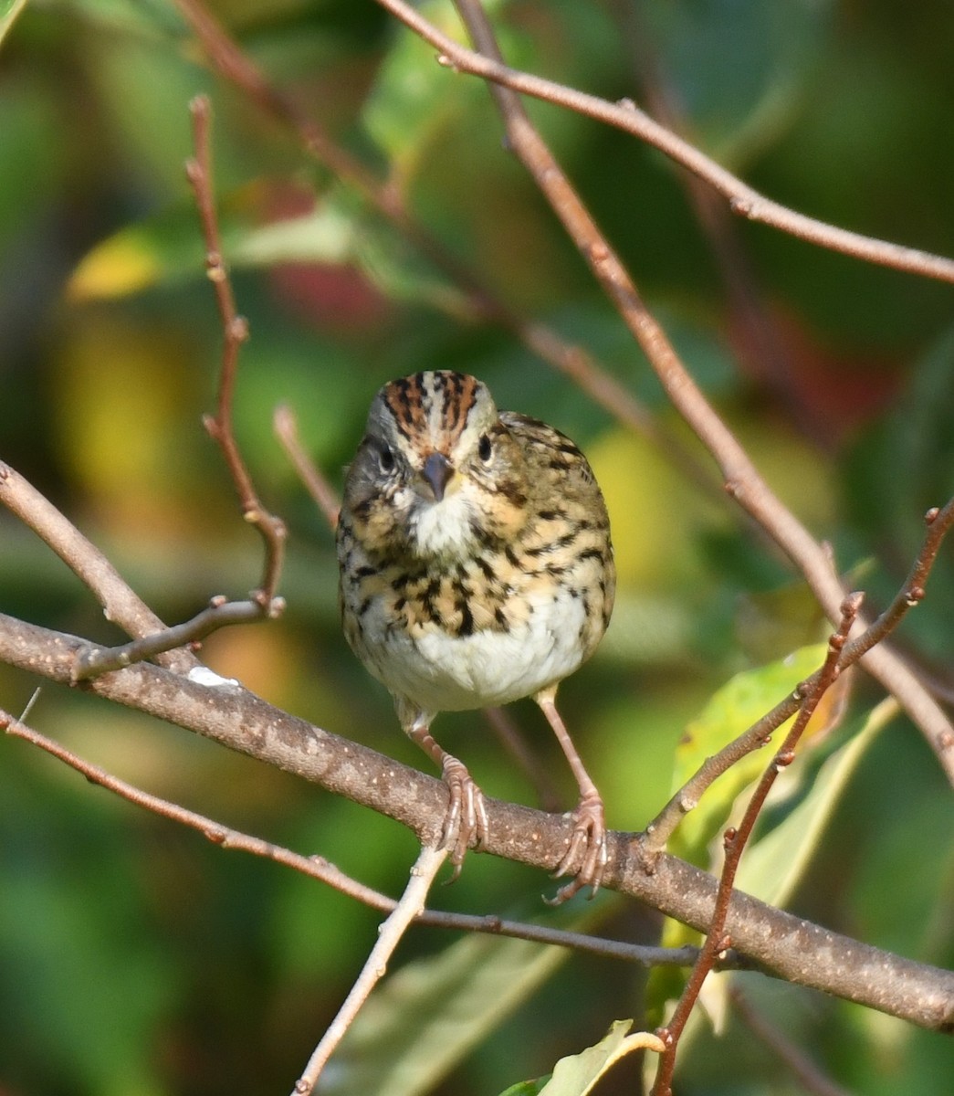 Lincoln's Sparrow - ML643354019