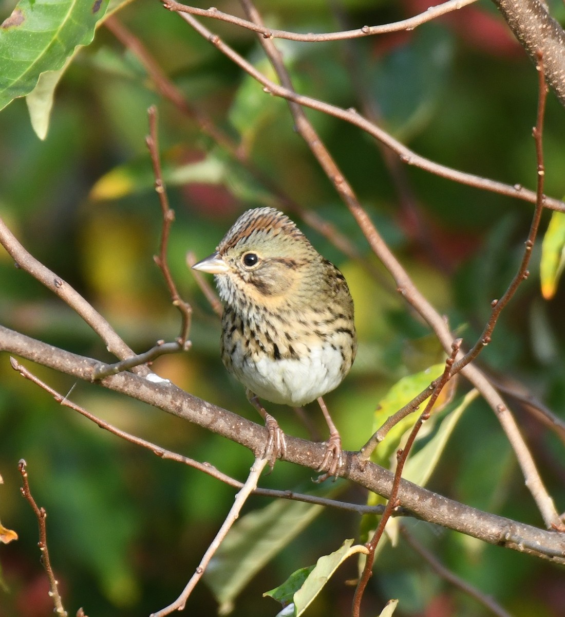 Lincoln's Sparrow - ML643354020