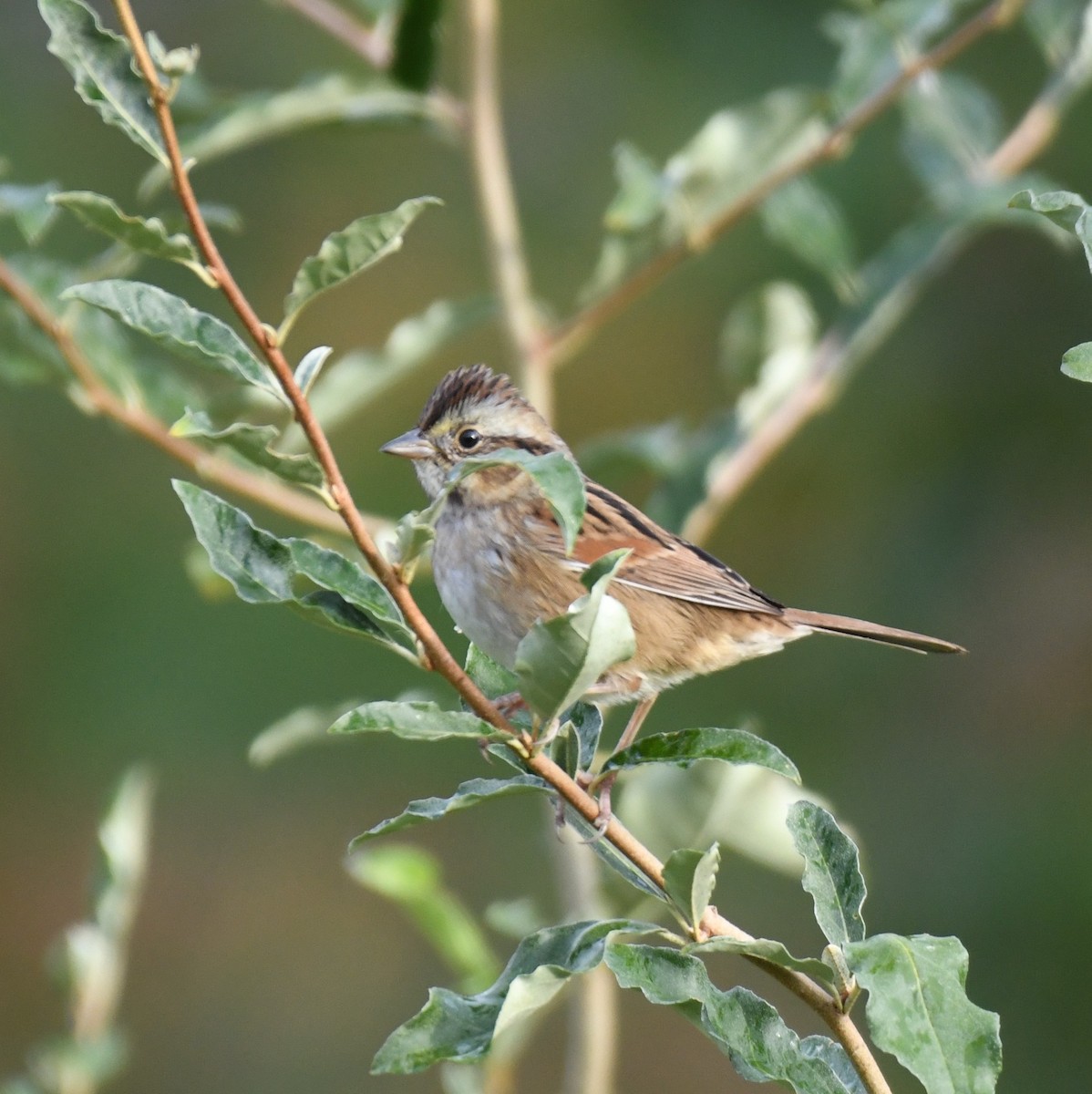 Swamp Sparrow - ML643354052