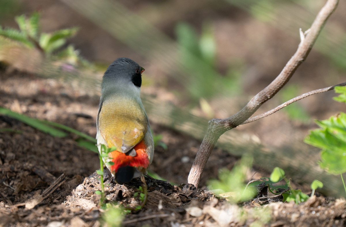 Swee Waxbill - ML643354059