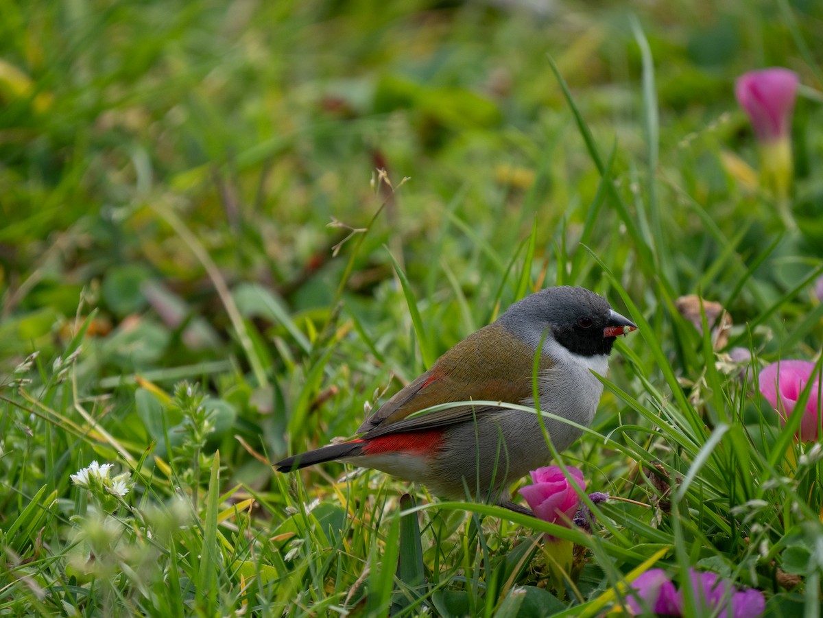 Swee Waxbill - ML643354060