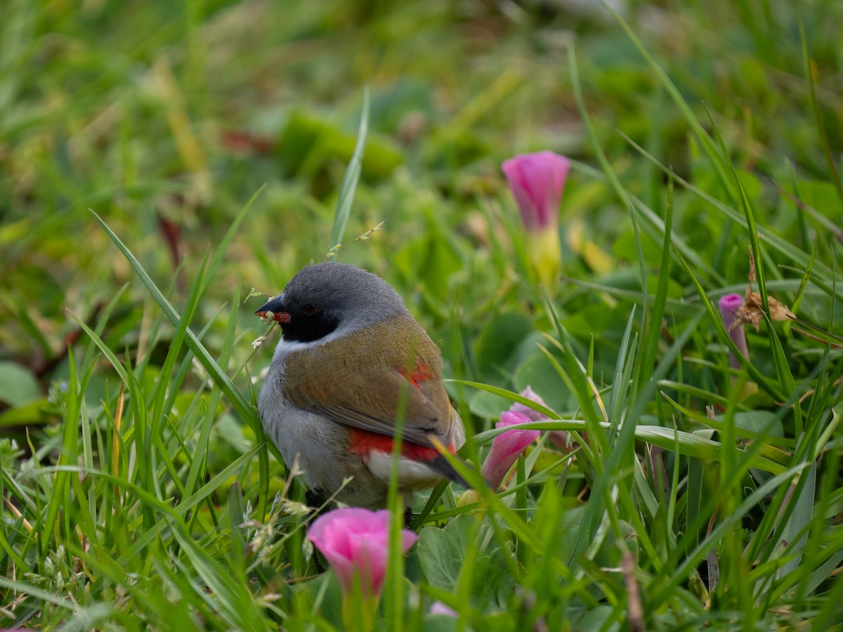 Swee Waxbill - ML643354061