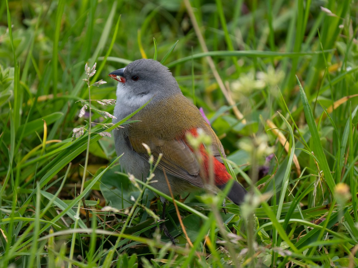 Swee Waxbill - ML643354062