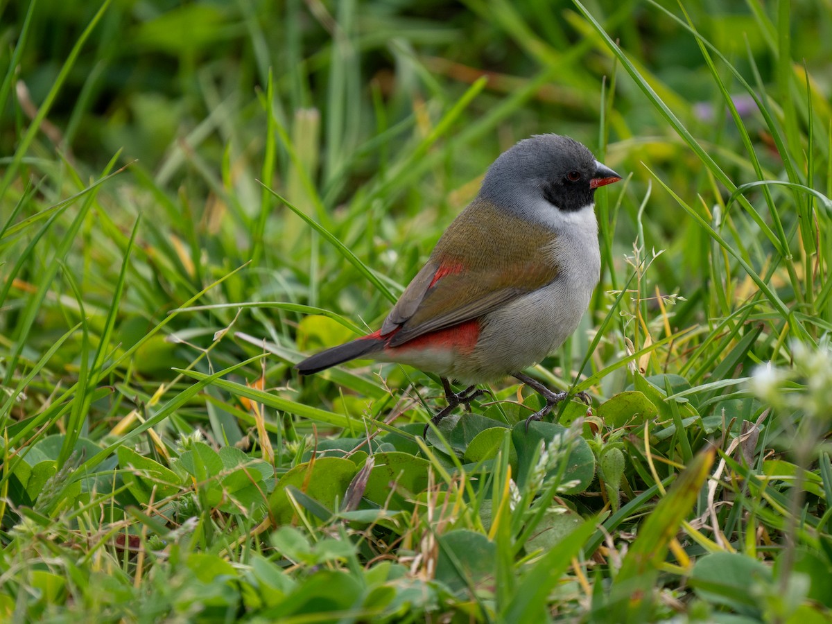 Swee Waxbill - ML643354063