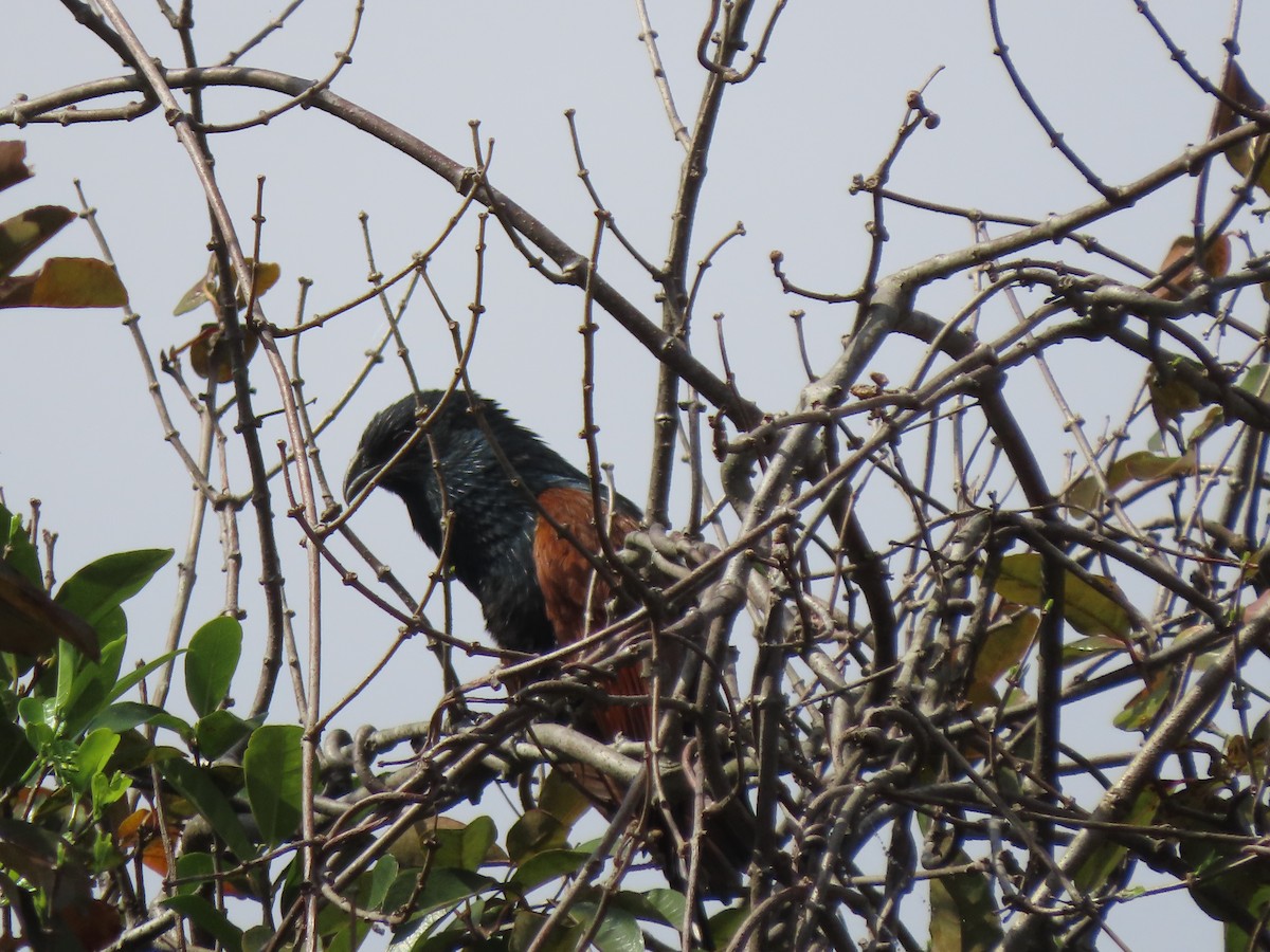 Malagasy Coucal - ML643354066