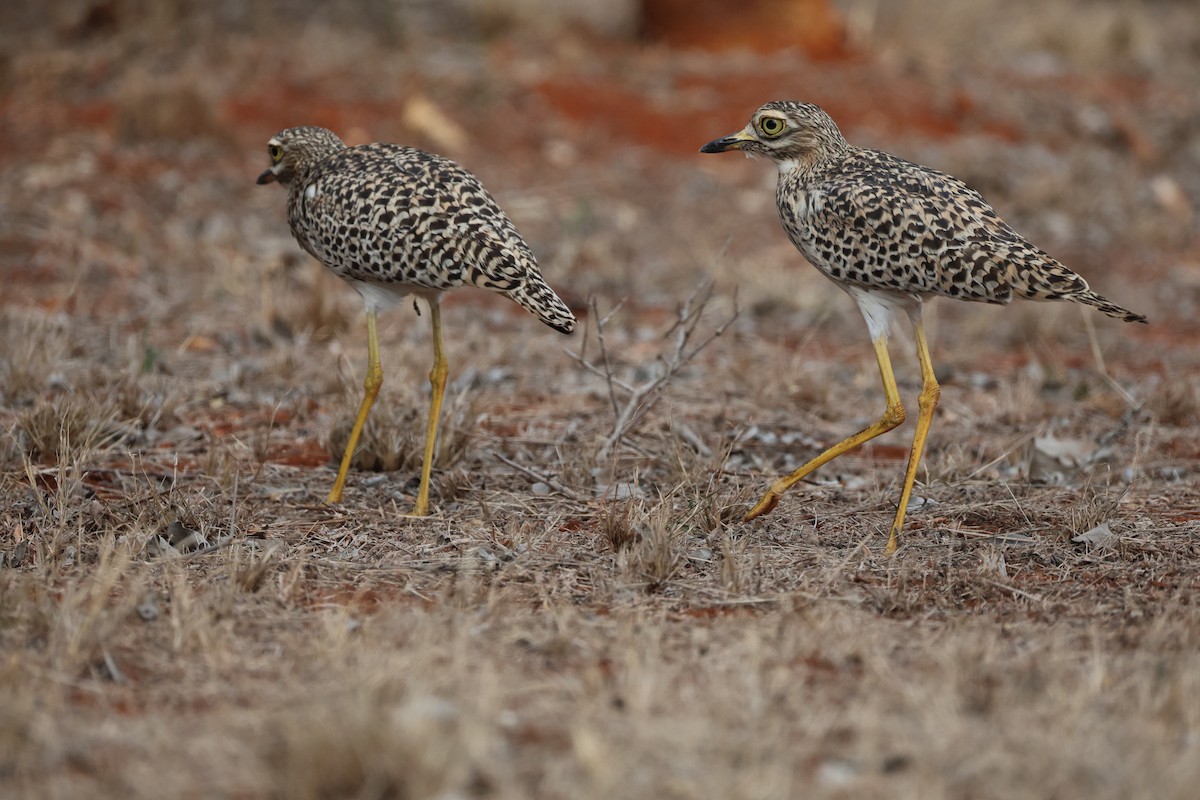 Spotted Thick-knee - ML643354080